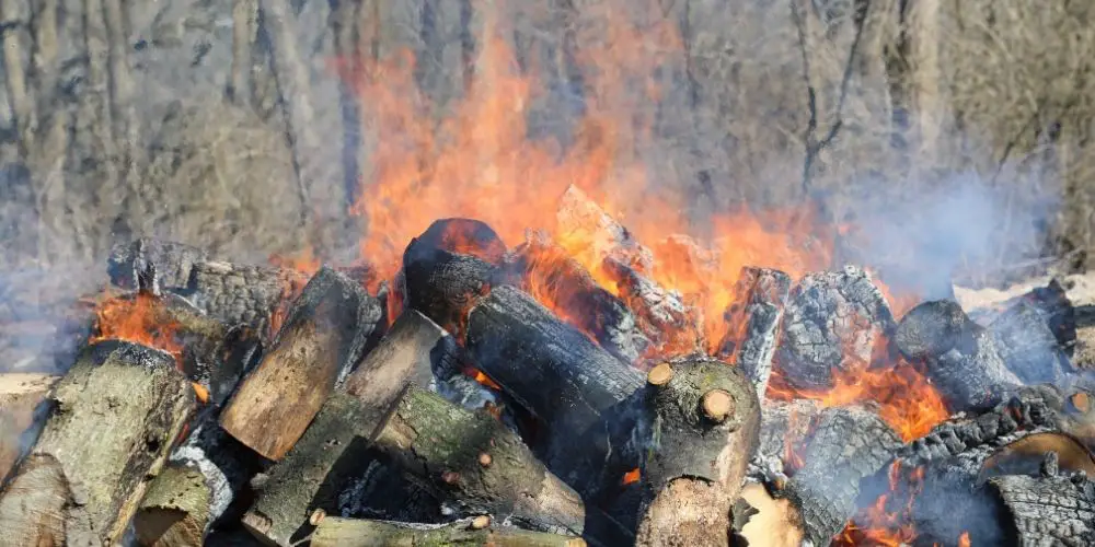 Burning Green Wood Outside
