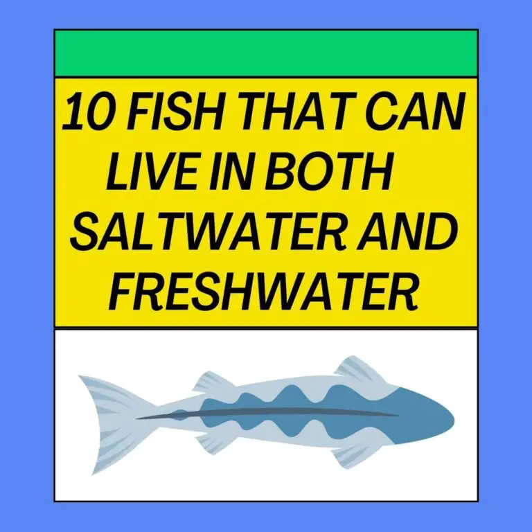 Top 10 Fish That Can Live Both Fresh Water And Salt Water
