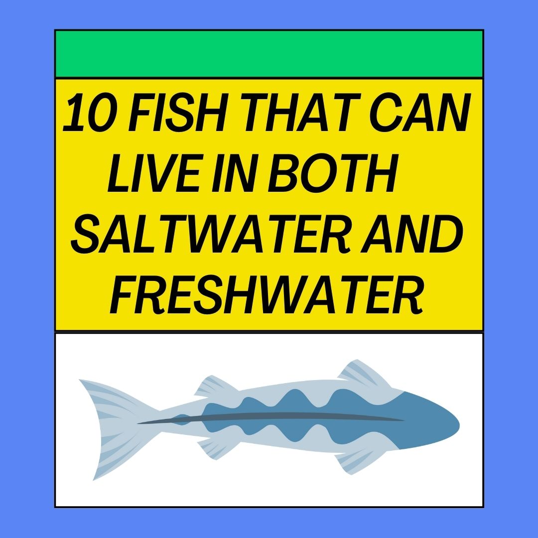 Fish That Can Live Both Fresh Water And Salt Water