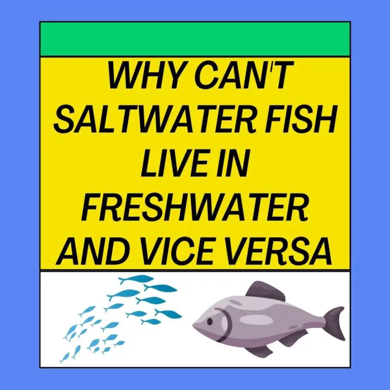Can Saltwater Fish Live In Freshwater and Vice Versa?