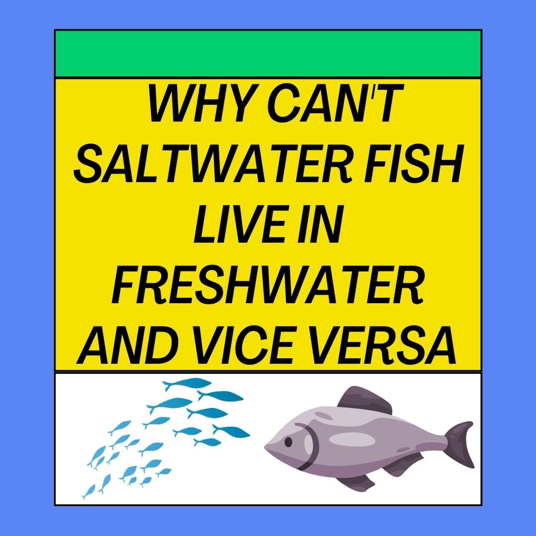 Why Can't Saltwater Fish Live In Freshwater and Vice Versa