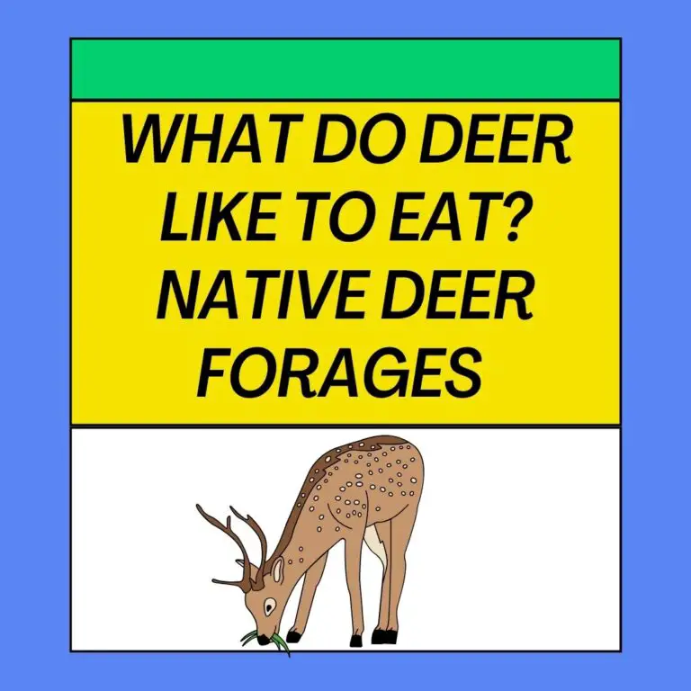 What Do Deer Like to Eat? Native Deer Forages