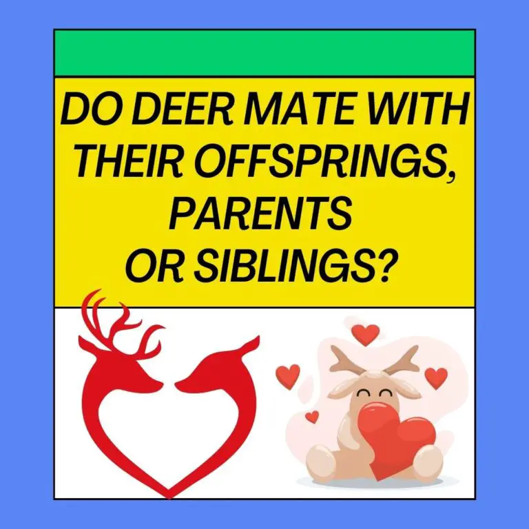 Do Deer Mate With Their Offsprings, Parents And Siblings?