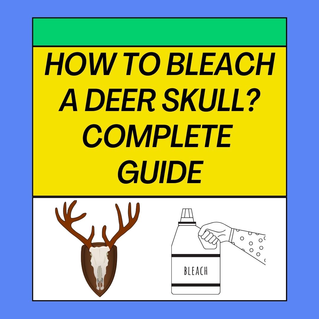 How To Bleach A Deer Skull