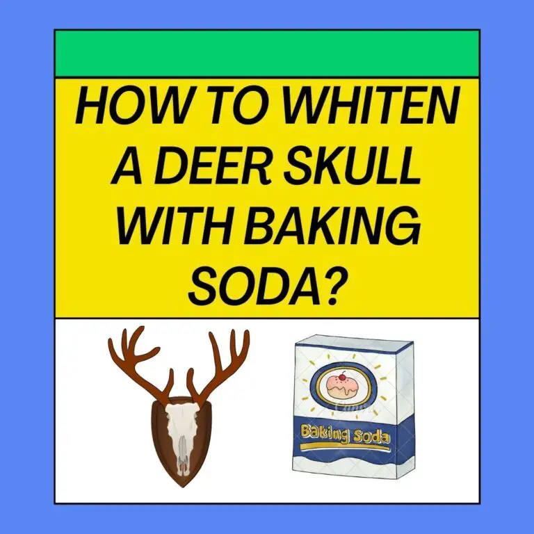 How To Bleach A Deer Skull With Baking Soda?