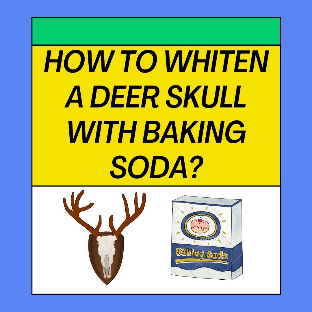 How to Whiten a Deer Skull with Baking Soda
