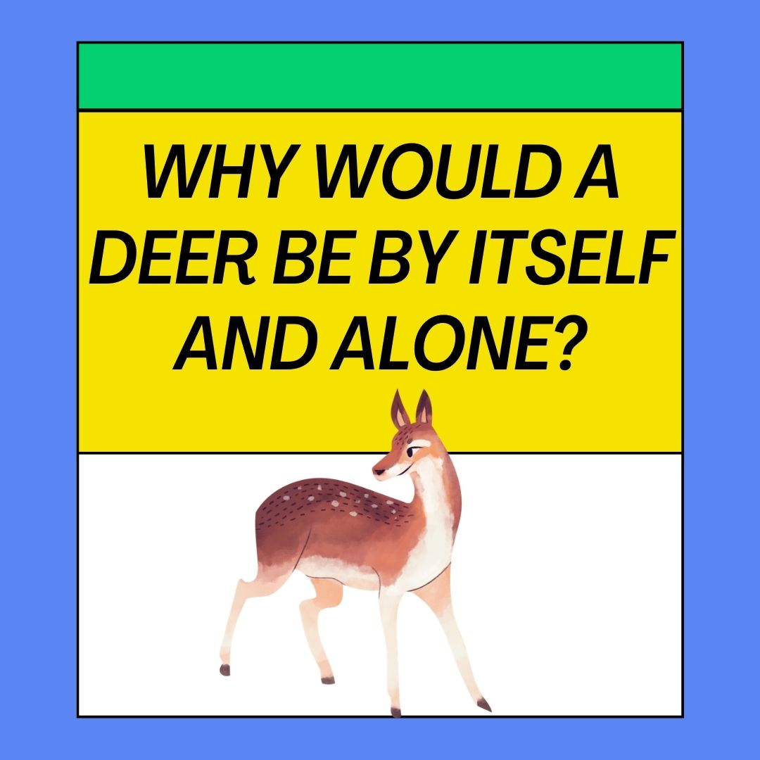 Why Would A Deer Be By Itself And Alone? 10 Reasons