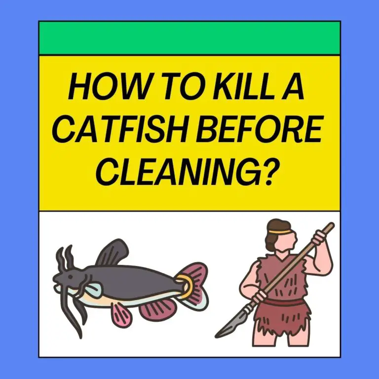 How To Kill A Catfish Before Cleaning?