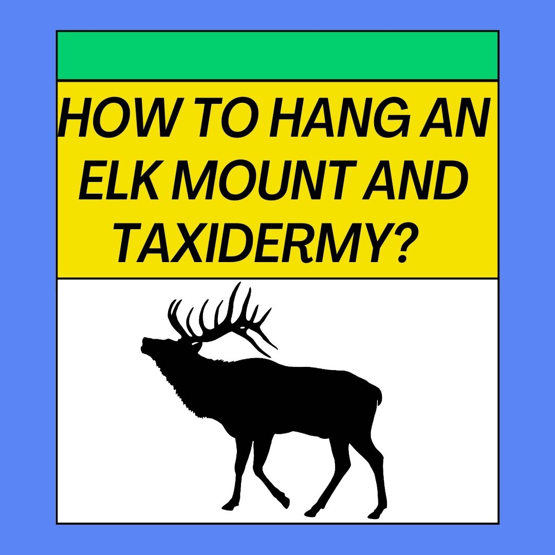How to Hang an Elk Mount Taxidermy?