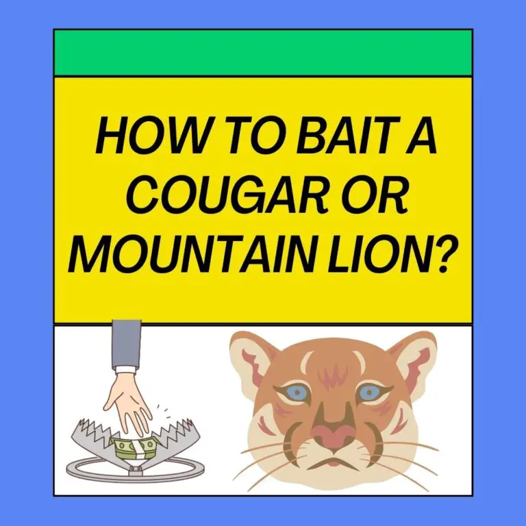 How to Bait a Cougar and Mountain lion? Best Practices