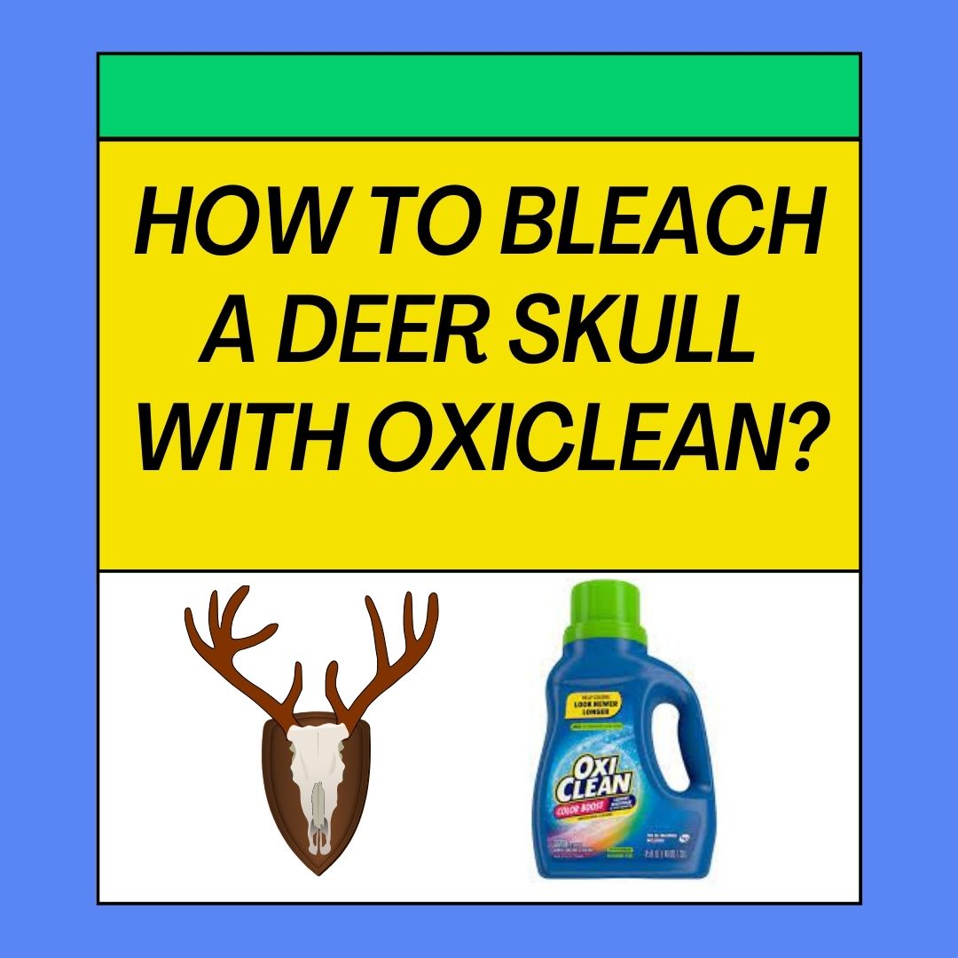 How To Bleach A Deer Skull With Oxiclean?