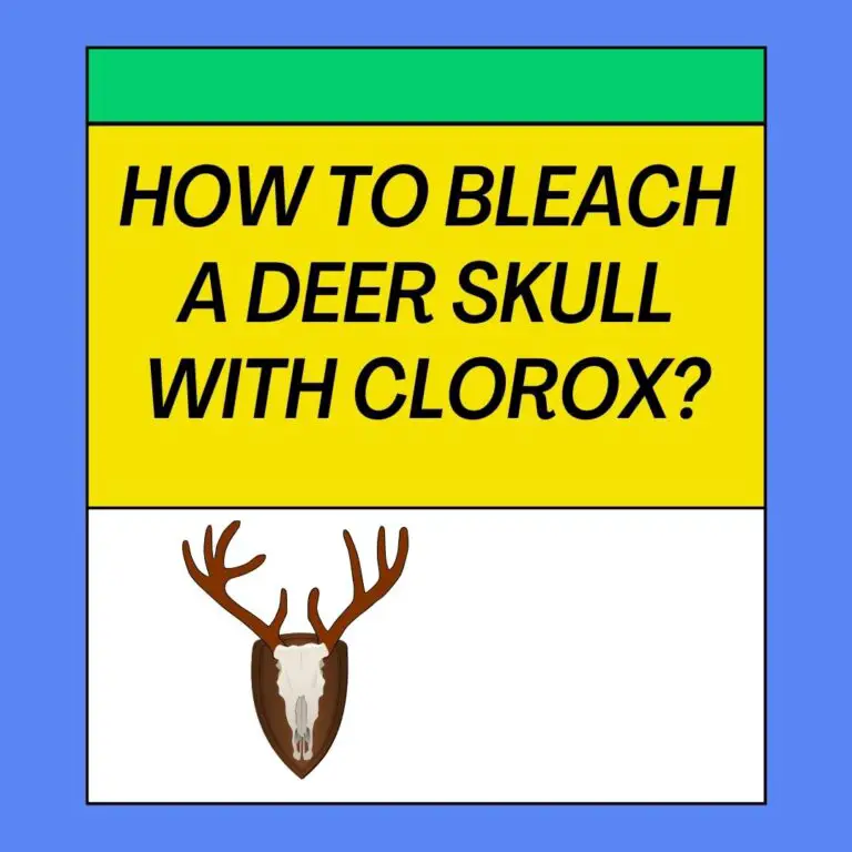 How To Bleach A Deer Skull With Clorox?