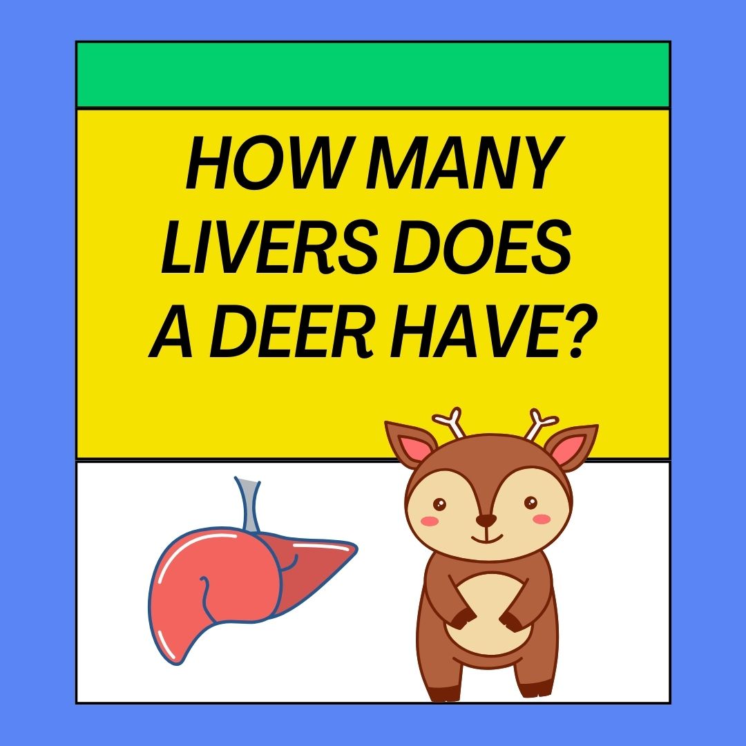 How Many Livers Does a Deer Have? Myth and Facts