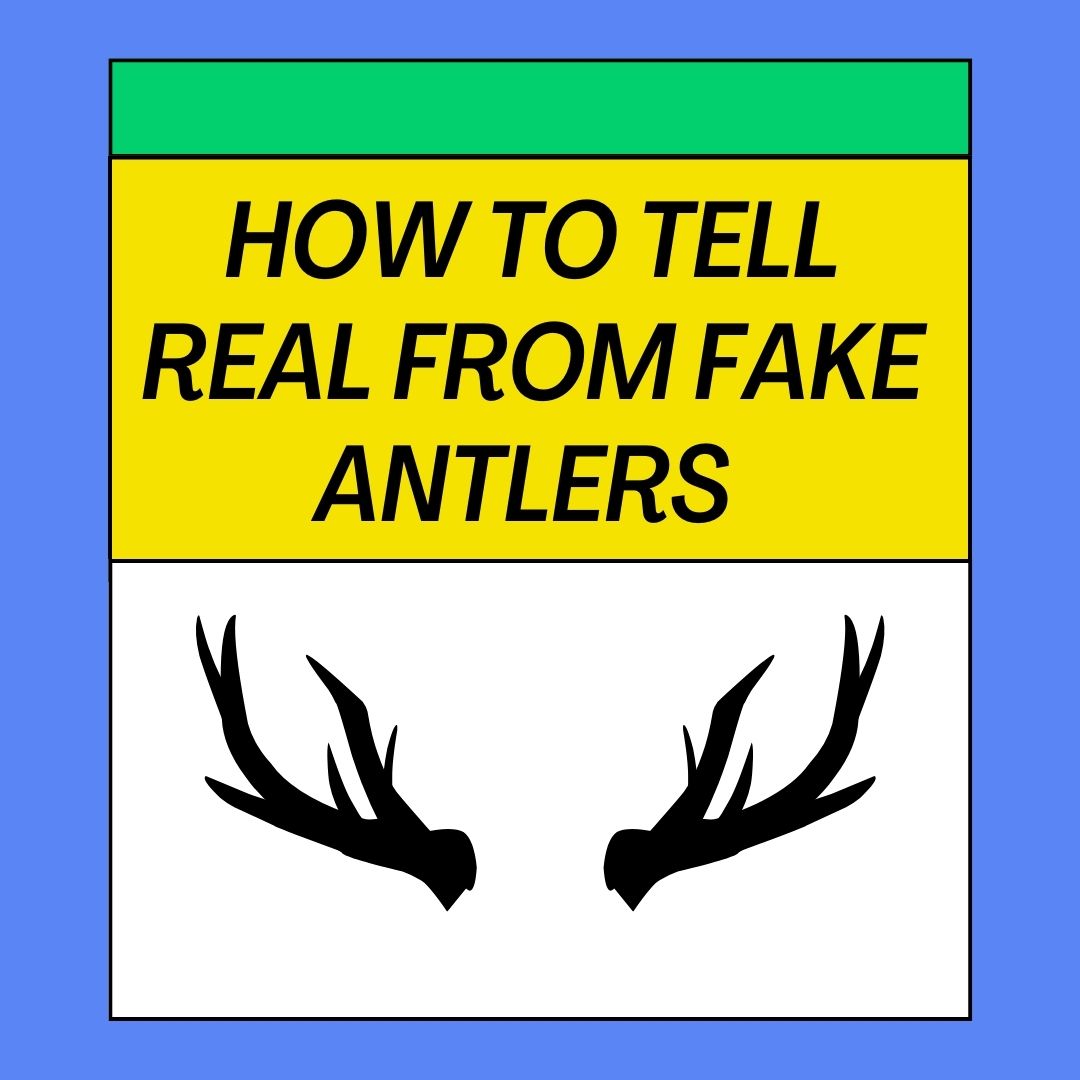 How to Tell Real from Fake Antlers