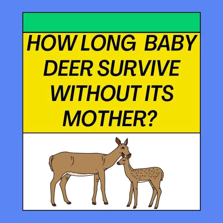 How Long Can a Baby Deer Survive Without Its Mother?