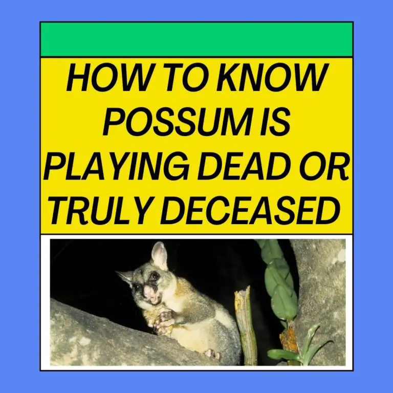 How to Determine if a Possum Is Playing Dead or Truly Deceased