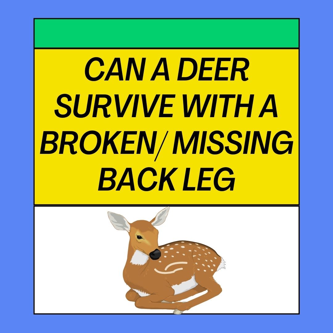 Can a Deer Survive With a Broken Back Leg or a Missing Leg?