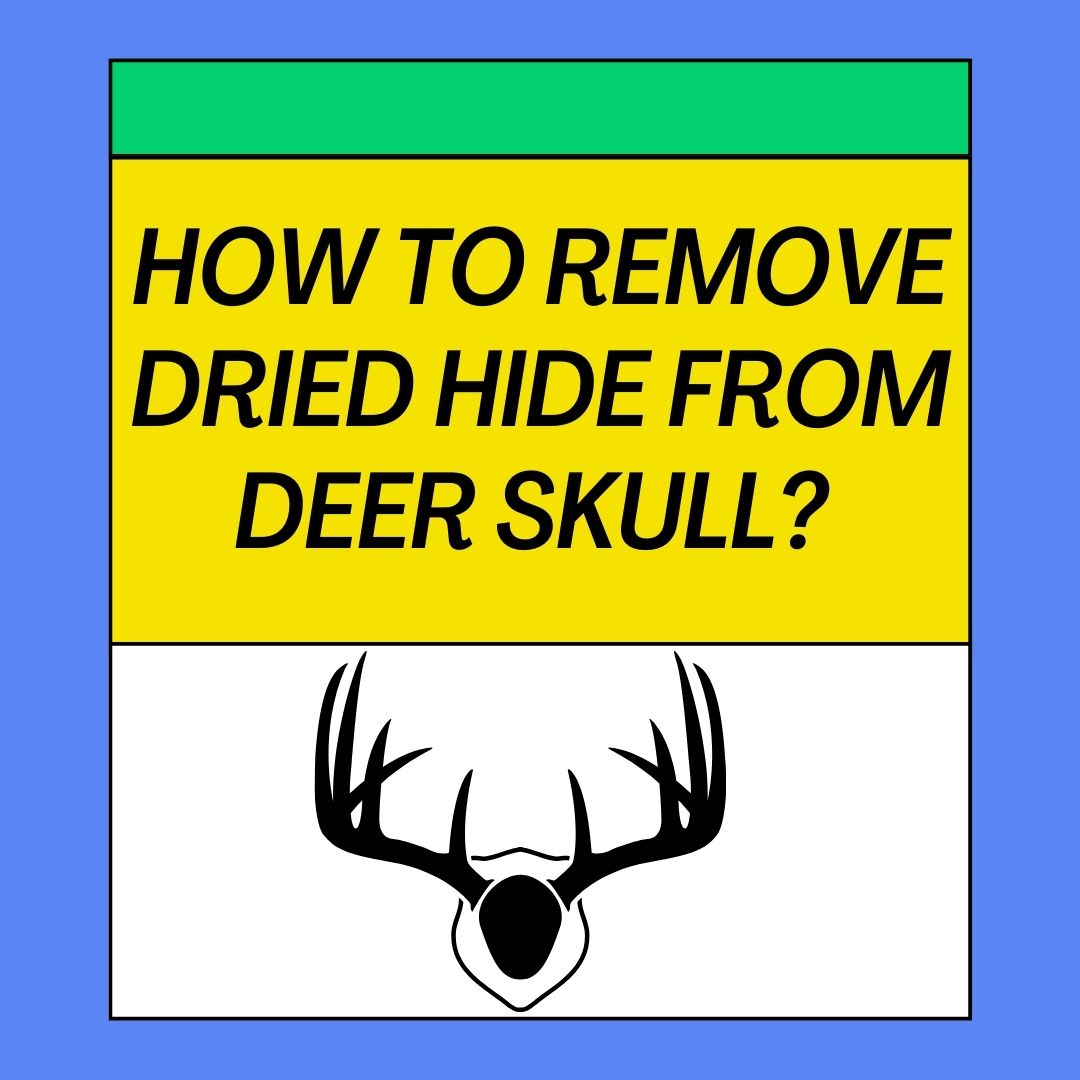 How To Remove Dried Hide From Deer Skull