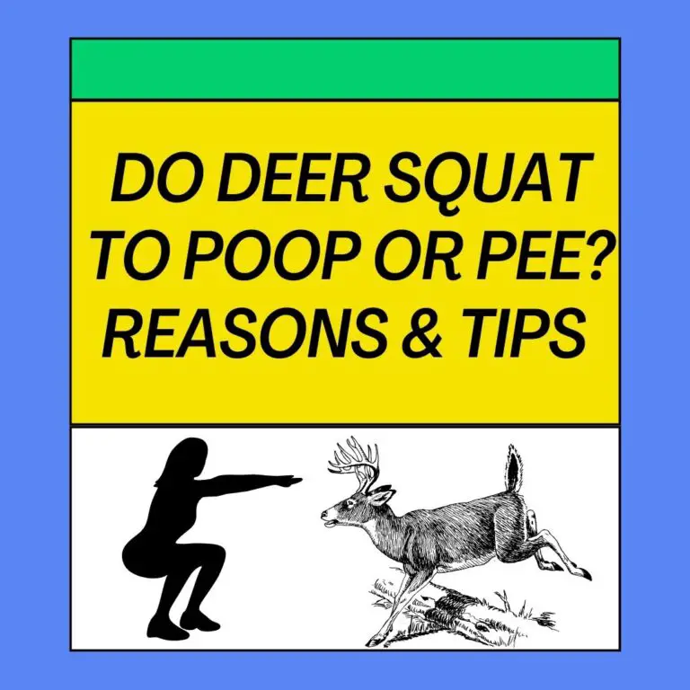 Do Deer Squat To Poop Or Pee? Reasons