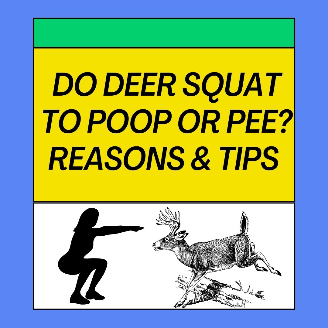 Do Deer Squat To Poop Or Pee