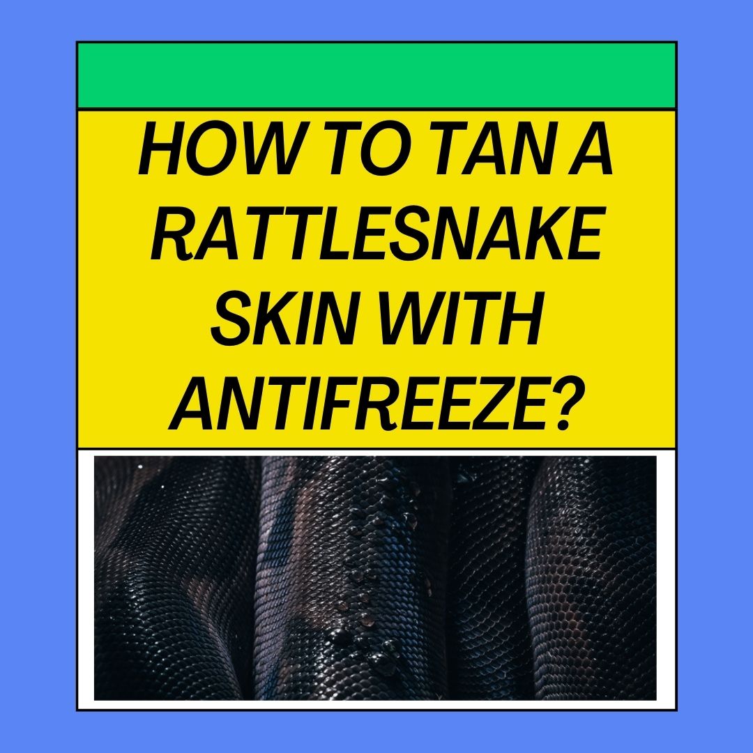 How To Tan A Rattlesnake Skin With Antifreeze