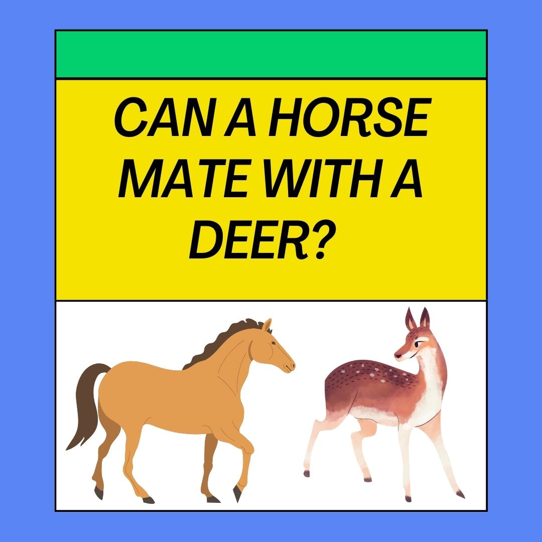 Can A Horse Mate With A Deer